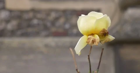 Yellow Rose - 4K Stock Footage 45046678