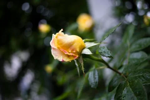 Yellow rose is after the rain. Stock Photos