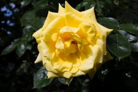 Yellow rose is after the rain. Stock Photos