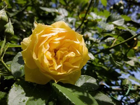 Yellow rose after rainfall, raindrops on petals, green leafy backdrop Stock Photos
