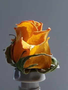 Yellow rose with artificial stem Stock Photos