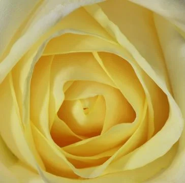 Yellow rose background Stock Photos