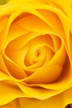 Yellow rose background Stock Photos