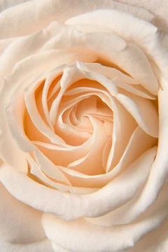 Yellow rose background. Texture. Close up of the rose. Stock Photos