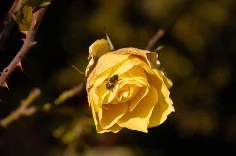 Yellow rose on black background Stock Photos