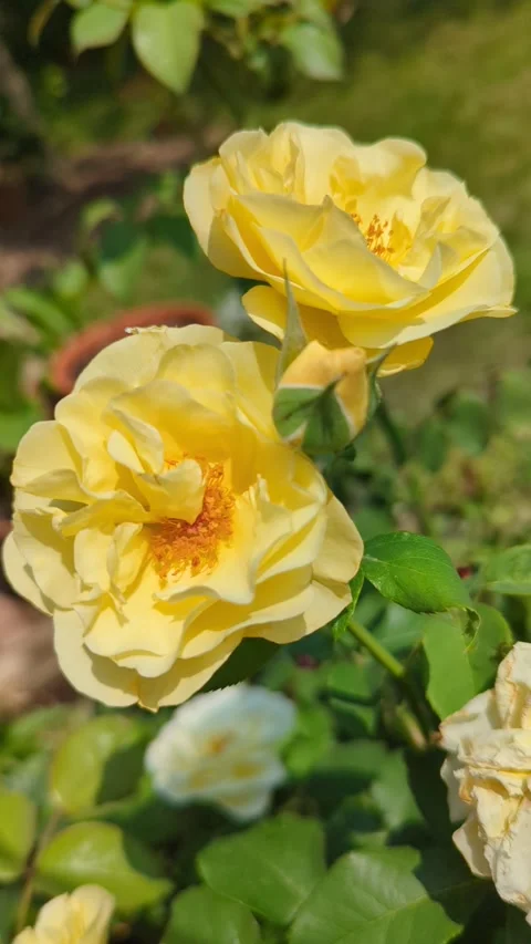 Yellow rose in bloom Stock Footage 300878142