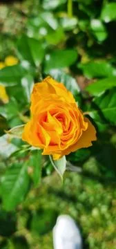 Yellow Rose in Bloom Stock Photos