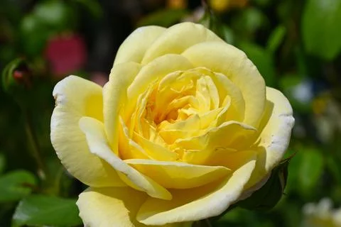 Yellow rose in bloom Fotos Stock
