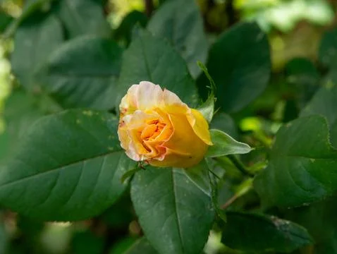 Yellow rose bloom with small insect on garden petals Stock-Fotos