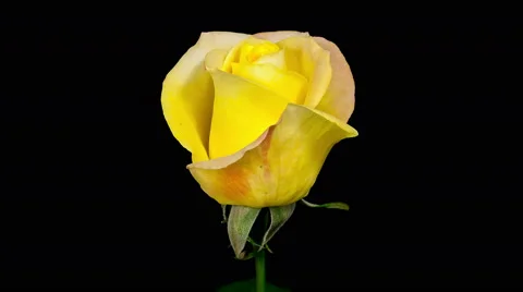 Yellow Rose Blooming Timelapse in 4K (4096x2304)  Stock Footage 46448486