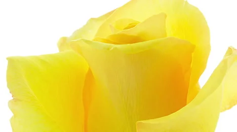 Yellow Rose Blooming Timelapse close-up macro Stock Footage 62392530