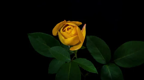 Yellow Rose Blooming Timelapse Stock Footage 23658009
