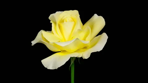 Yellow rose blooming timelapse Stock Footage 40054116