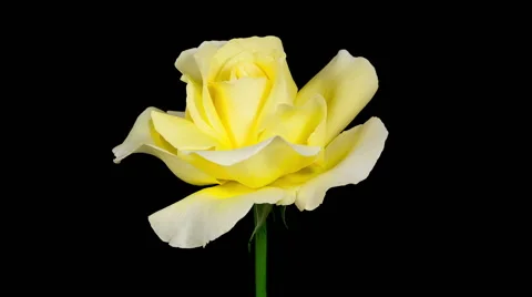 Yellow rose blooming timelapse Stock Footage 40054393