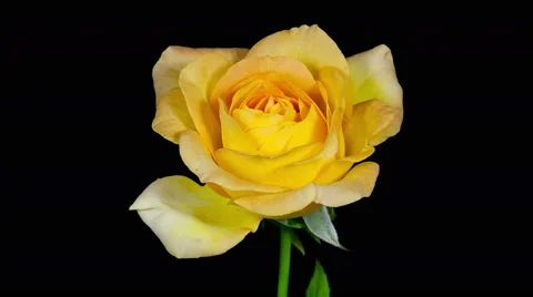 Yellow rose blooming timelapse Stock Footage 45613438