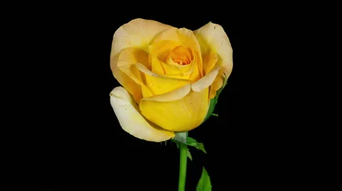 Yellow rose blooming timelapse Stock Footage 45616776