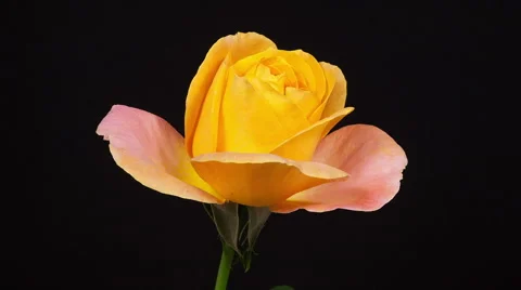 Yellow rose blooming timelapse Stock Footage 45616896