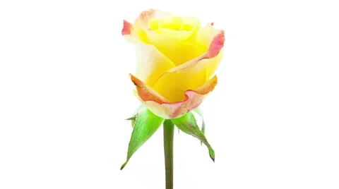 Yellow Rose Blooming Timelapse Stock Footage 47751624