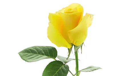 Yellow Rose Blooming Timelapse Stock Footage 53411058