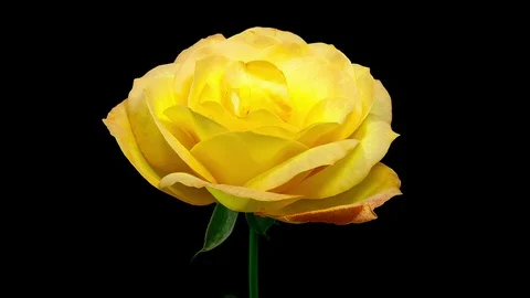 Yellow Rose Blooming Timelapse Stock Footage 88665647
