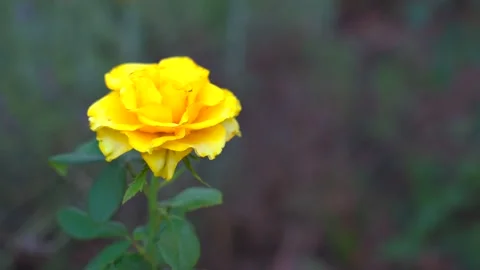 Yellow rose blown by the wind Stock Footage 158813704
