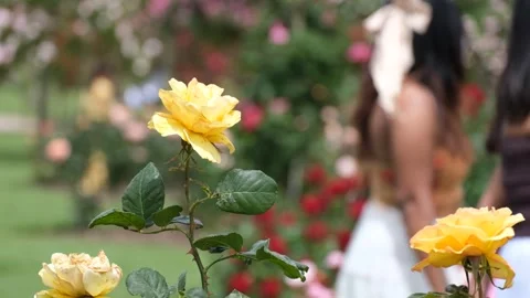 A yellow rose with a blurred view of young Indian girls taking photos together Vídeos de archivo 295474412