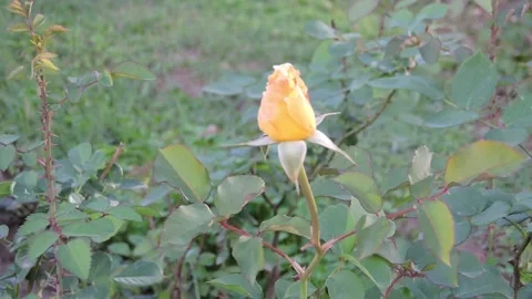 A yellow rose bud in a garden setting. Stock Footage 334701255