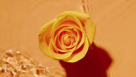 Yellow rose bud on orange background. Waves wash the flower. Beautiful rose on Stock Footage 243669003
