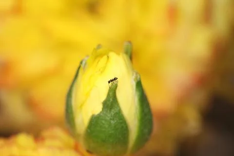 Yellow rose bud Stock Photos