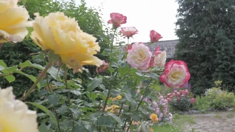 Yellow rose bush Stock Footage 77775298
