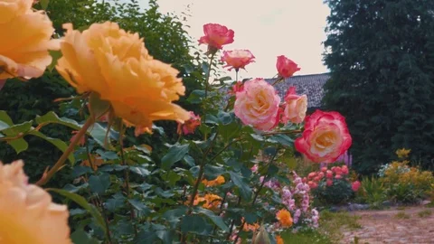 Yellow rose bush  Stock Footage 77775502