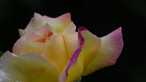 Yellow rose close-up Stock Footage 282008829