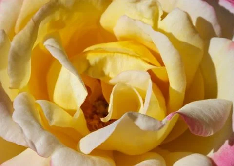 Yellow rose close Stock Photos
