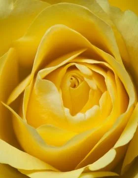 Yellow rose close up Stock Photos