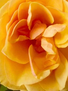 Yellow rose close up Stock Photos
