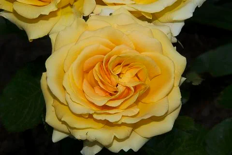 Yellow rose close up Stock Photos