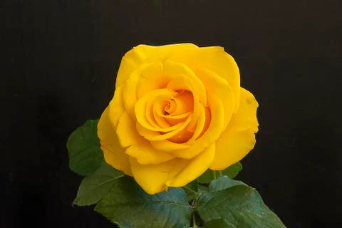Yellow rose close up Stock Photos