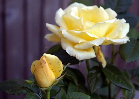 Yellow rose close up Stock Photos