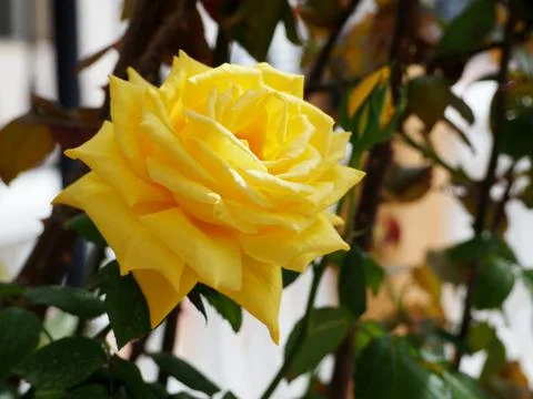 Yellow rose. Close-up Stock-Fotos