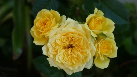 Yellow Rose Close Up Wind Blowing Stock Footage 53878521
