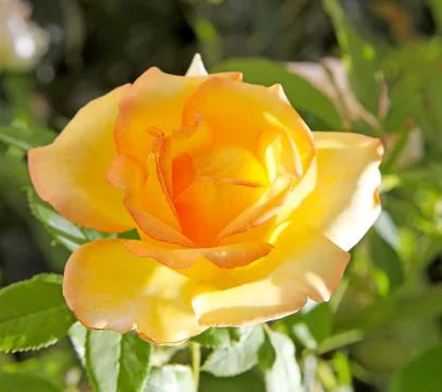 Yellow rose in closeup Stock Photos