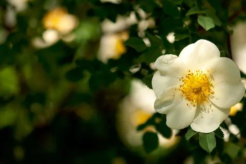 Yellow Rose Closeup Stock-Fotos