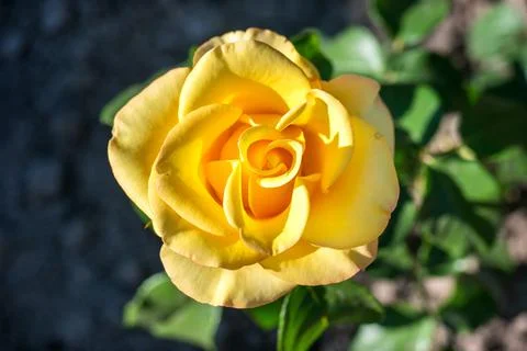 Yellow rose closeup Stock Photos