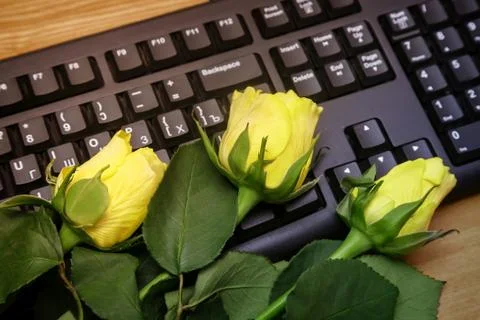 Yellow rose on computer keyboard. Stock Photos