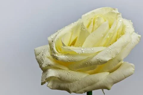 Yellow  rose with drops of water Stock Photos