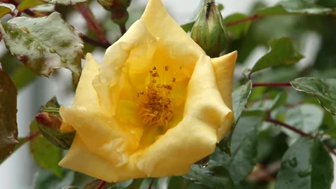 Yellow rose Emily Gray Stock Footage 155070204