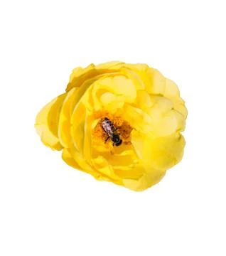 Yellow rose flower and bee white isolated with clipping path Stock Photos