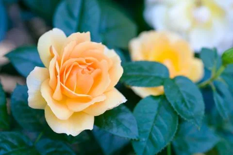 Yellow rose flower in bloom Stock Photos