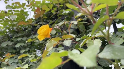 Yellow Rose Flower Blooming in Wind through an Iron Fence, Low Angle 库存影片 334358175