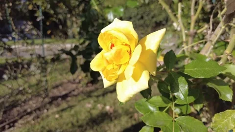 Yellow rose flower close up, blooming petals moving gently in the wind. Stock Footage 344806786